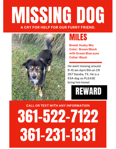 Lost Male Dog last seen Orange Grove, Sandia , Sandia, TX 78383