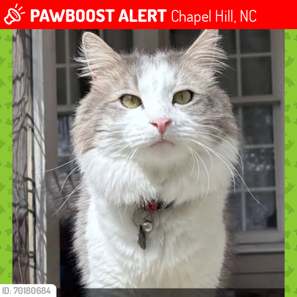Lost Male Cat last seen Smith Level Road & 15-501, Chapel Hill, NC 27516