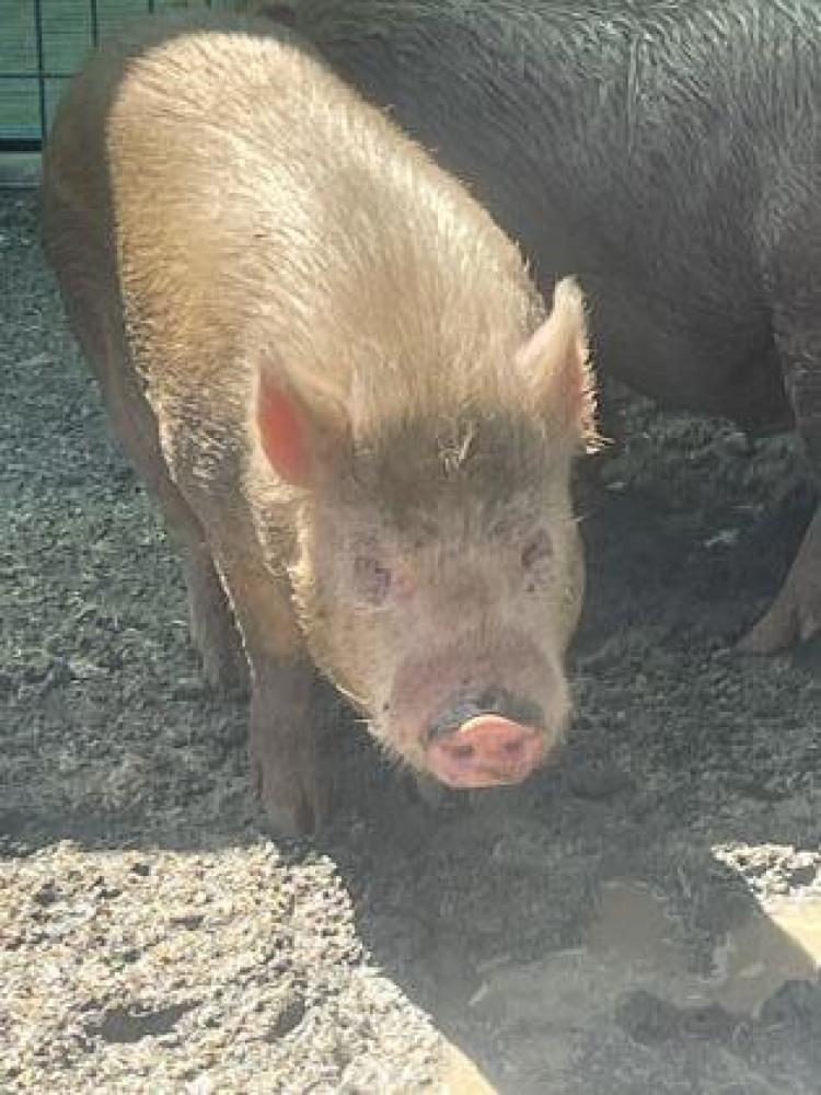 Shelter Stray Male Pig last seen Ashlan & Grantland, Fresno Zone Fresno CO 2 93723, CA, Fresno, CA 93706