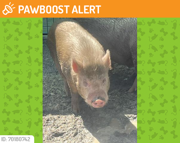 Shelter Stray Male Pig last seen Ashlan & Grantland, Fresno Zone Fresno CO 2 93723, CA, Fresno, CA 93706