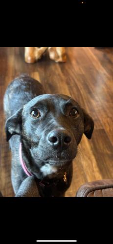 Lost Female Dog last seen Dodson Ave, 3rd St., kale Ave, Englewood, TN 37329