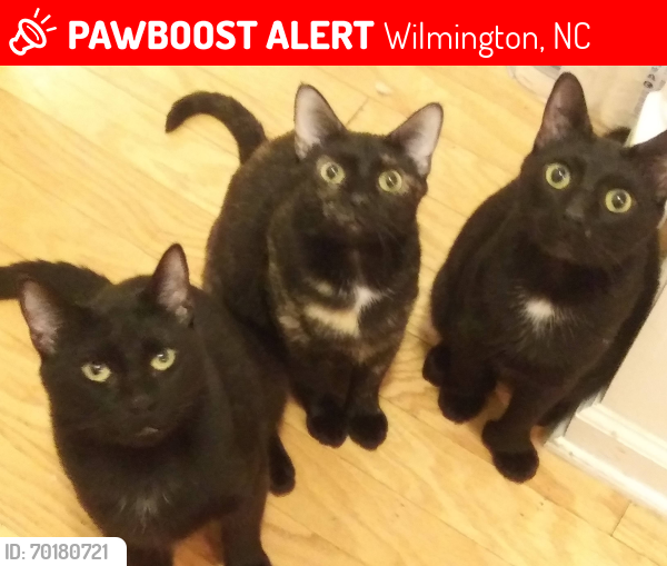 Lost Male Cat last seen Near Clay Street Wilmington NC , Wilmington, NC 28405