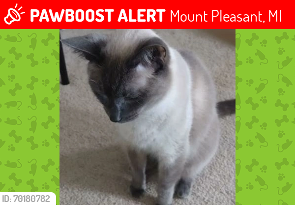 Lost Male Cat last seen Copper Beach ap, Mount Pleasant, MI 48858