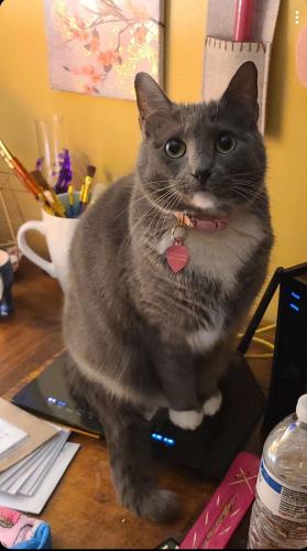 Lost Female Cat last seen Bee ridge road and rose hill road, Asheville, NC 28803