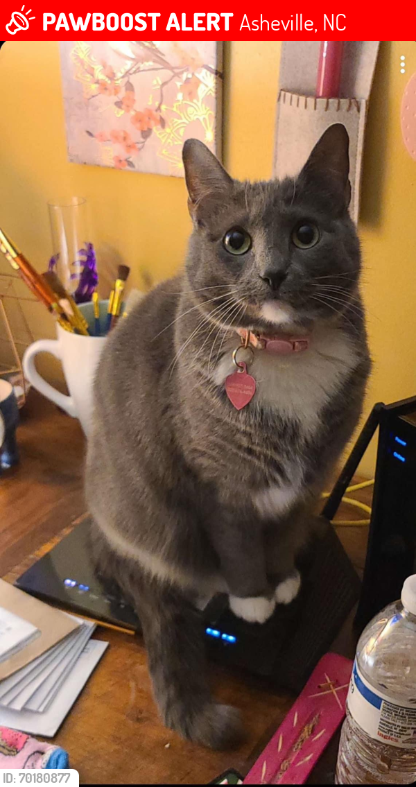 Lost Female Cat last seen Bee ridge road and rose hill road, Asheville, NC 28803