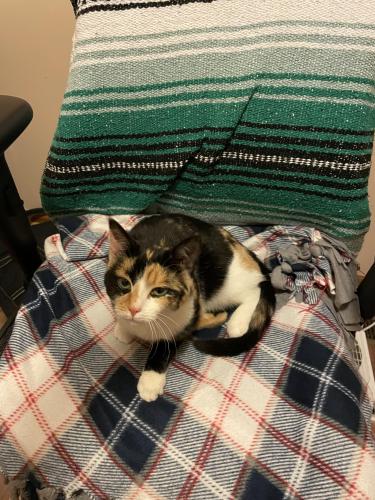 Found/Stray Female Cat last seen Bellville Road, Union County, OH 43040