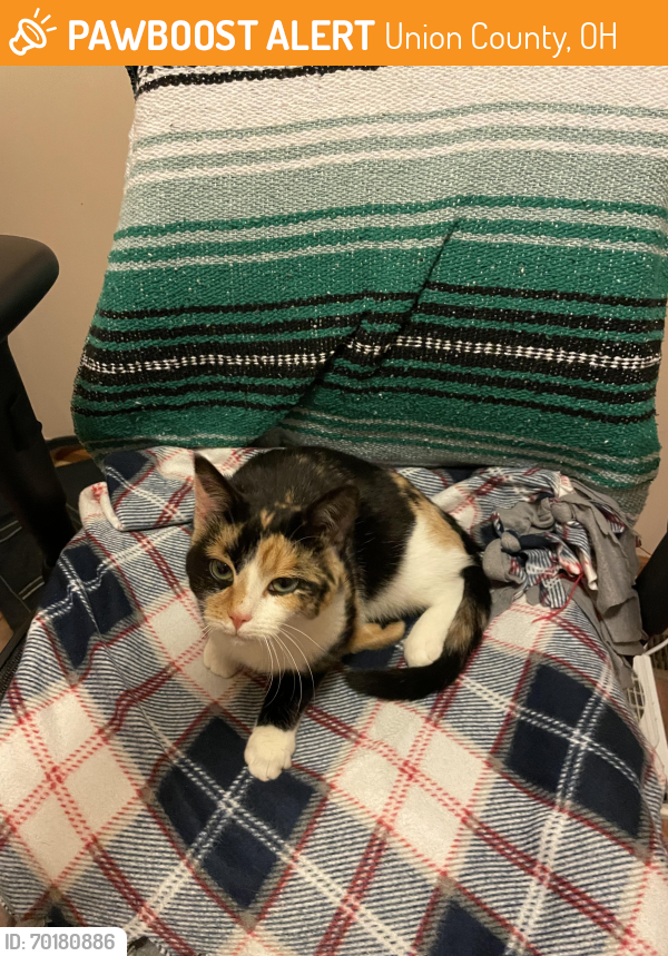Found/Stray Female Cat last seen Bellville Road, Union County, OH 43040