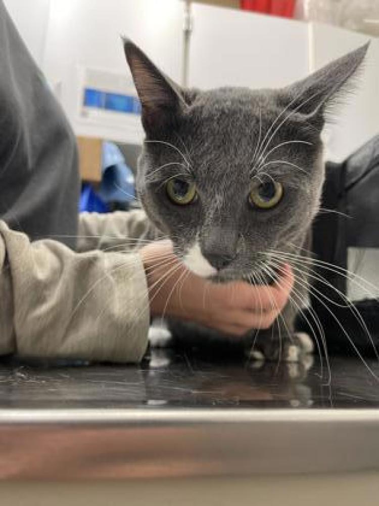 Shelter Stray Male Cat last seen Seattle, WA , Seattle, WA 98119