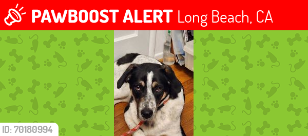 Lost Male Dog last seen Ramona Park area, Long Beach, CA 90805