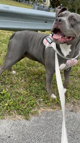 Lost Female Dog last seen 82nd Avenue SW 7th Street Miami, Miami, FL 33144
