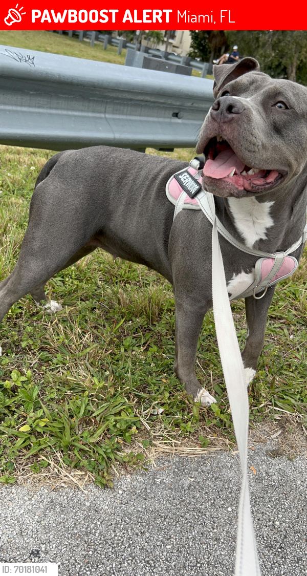 Lost Female Dog last seen 82nd Avenue SW 7th Street Miami, Miami, FL 33144