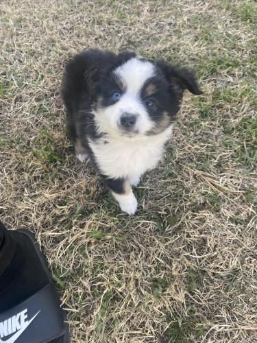 Lost Male Dog last seen 84th and Milwaukee , Lubbock, TX 79424