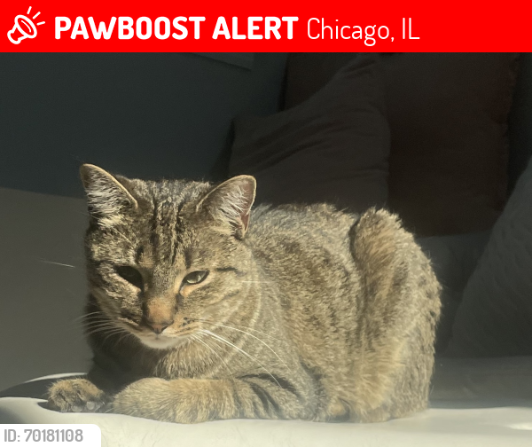 Lost Male Cat last seen Near w school st, Chicago, IL 60657