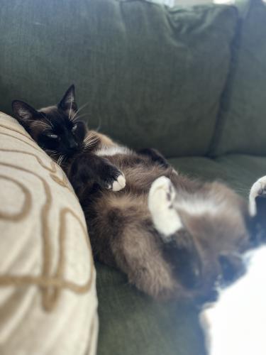 Lost Male Cat last seen The plaza at mimosa ave , Charlotte, NC 28205