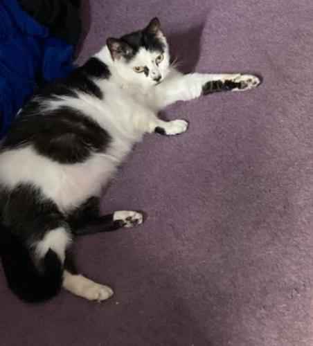 Lost Female Cat last seen Quince and Franklin , Secane, PA 19018