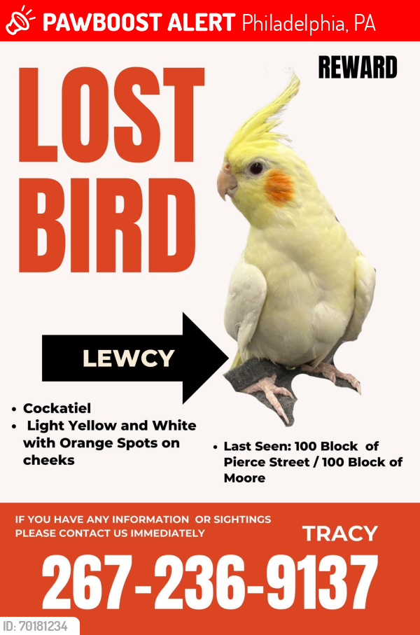 Lost Male Bird last seen Morris and moore , Philadelphia, PA 19148