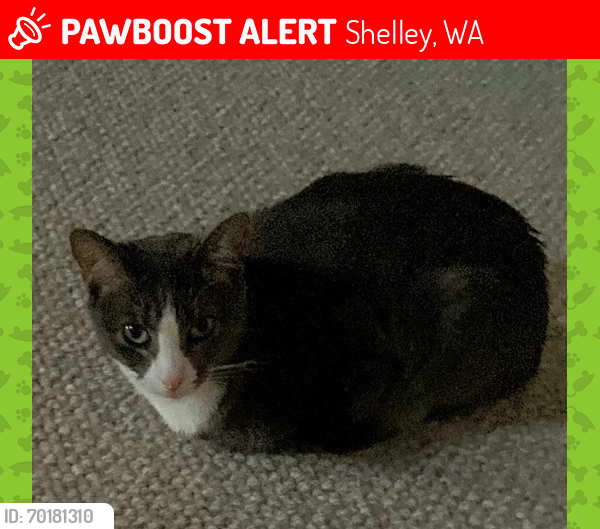Lost Female Cat last seen Doric St, Beatrice Ave, Shelley, WA 6148