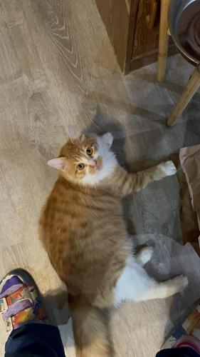 Lost Male Cat last seen Morse Ave, Albany, OR, Albany, OR 97321
