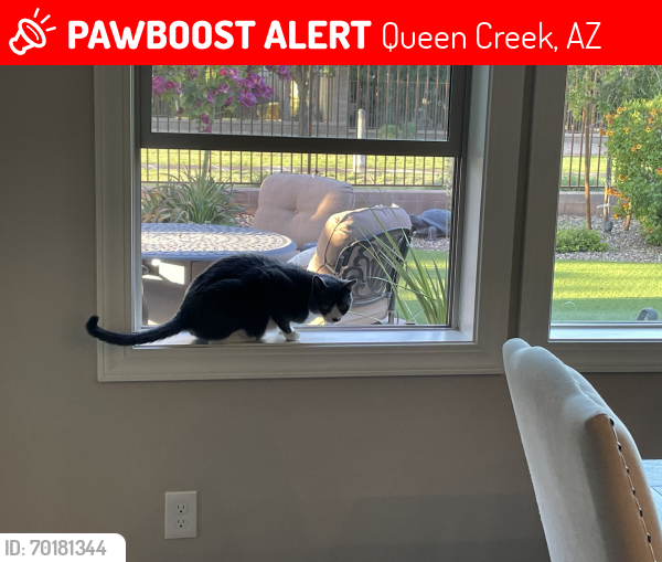 Lost Male Cat last seen Octillo / signalbutte, Queen Creek, AZ 85142