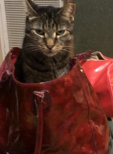 Lost Male Cat last seen Oakview/Avery Avenue, High Point, High Point, NC 27265