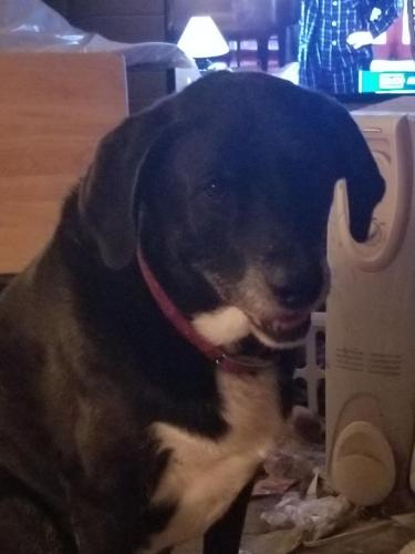 Lost Male Dog last seen 55th Street and North Avenue , Milwaukee, WI 53204
