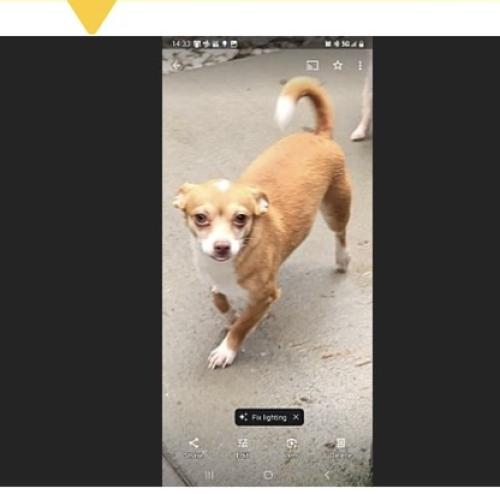 Lost Female Dog last seen 7th St SE & E Pioneer, Puyallup, WA 98372, USA, Puyallup, WA 98372