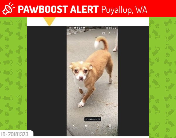Lost Female Dog last seen 7th St SE & E Pioneer, Puyallup, WA 98372, USA, Puyallup, WA 98372
