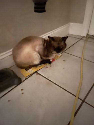 Lost Male Cat last seen Franklin and country club , Stockton, CA 95204