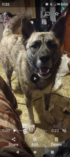 Lost Female Dog last seen South main st Anderson sc, Anderson, SC 29624