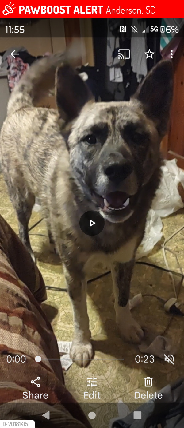 Lost Female Dog last seen South main st Anderson sc, Anderson, SC 29624