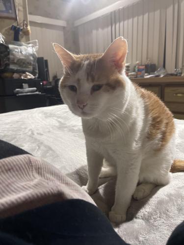 Lost Male Cat last seen Allentown rd , West Rockhill Township, PA 18054