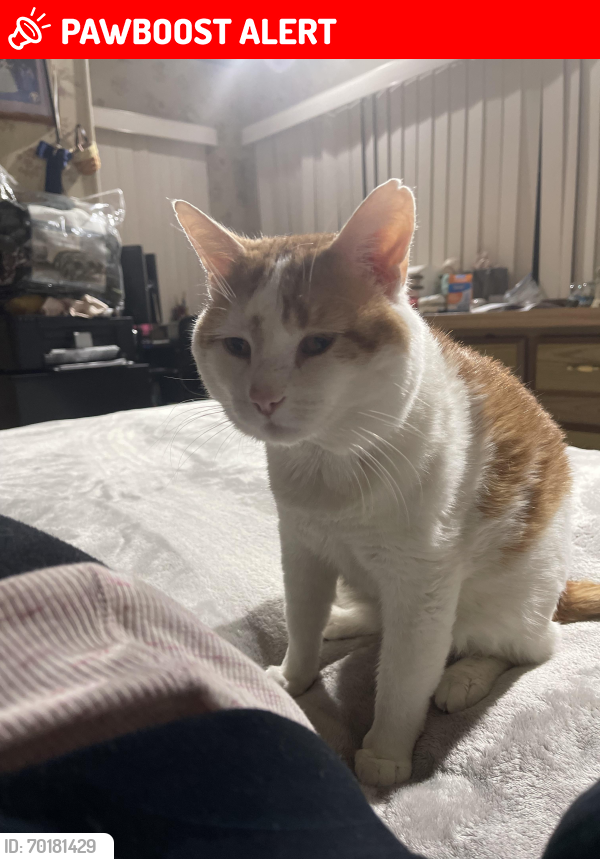 Lost Male Cat last seen Allentown rd , West Rockhill Township, PA 18054