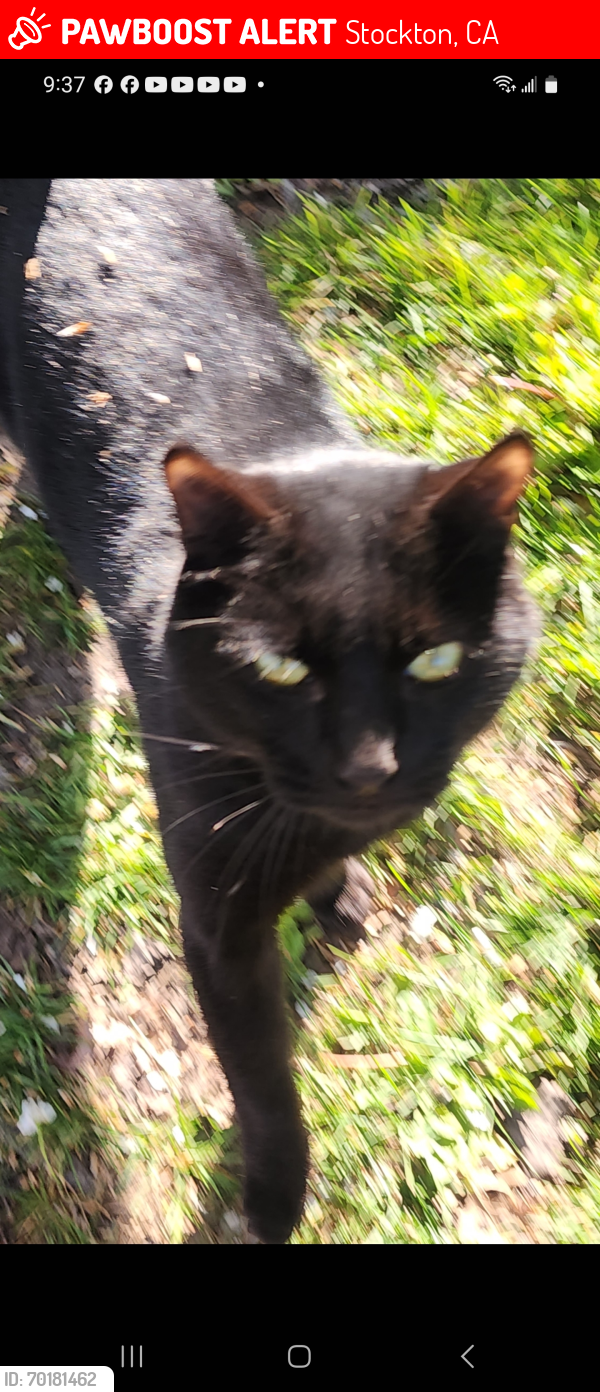 Lost Male Cat last seen Amaretto/governor cir/ panela park , Stockton, CA 95210