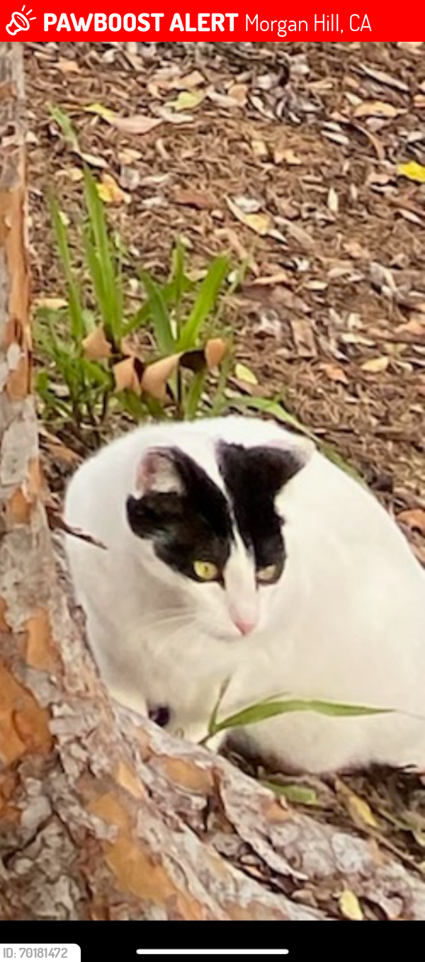 Lost Female Cat last seen Llagas hale , Morgan Hill, CA 95037