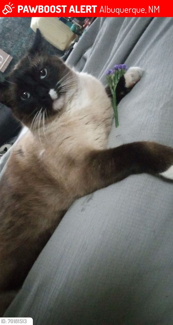 Lost Male Cat last seen Wyoming and moon, Albuquerque, NM 87112
