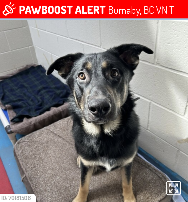 Lost Male Dog last seen Caribou and Government , Burnaby, BC V3N 4T2