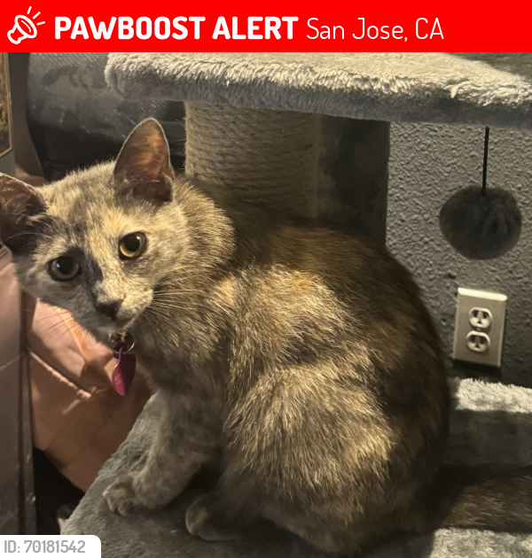 Lost Female Cat last seen Hayes, San Jose, CA 95136
