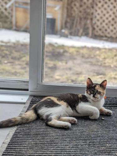 Lost Female Cat last seen Gauthier/Sherbrooke/Bordeaux/De Lorimier, Montréal, QC H2K 3X6