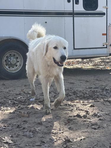 Lost Male Dog last seen Hwy 2222, Coldspring, TX 77331