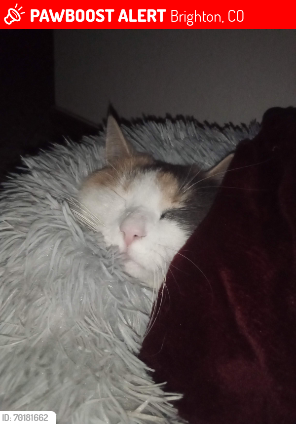 Lost Female Cat last seen 14th and southern st, Brighton, CO 80601