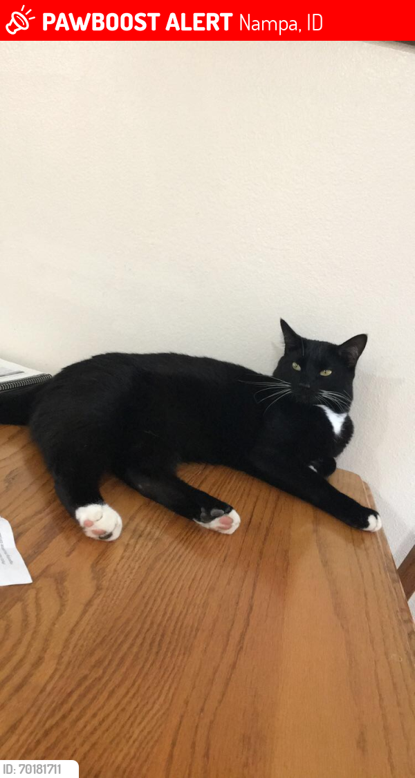 Lost Male Cat last seen Roosevelt Ave & S Middleton Rd, Nampa, ID 83686