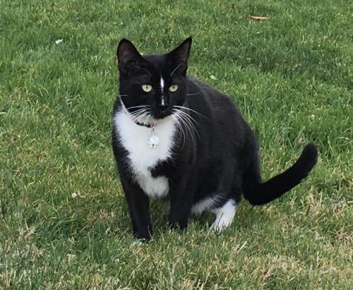 Lost Female Cat last seen Pennsylvania Ave, Sacramento, CA 95821