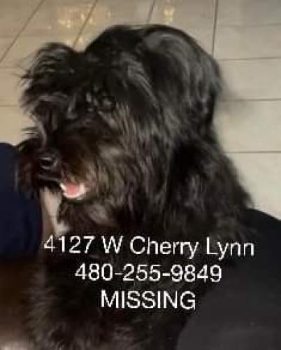 Lost Male Dog last seen 42nd ave and thomas, Phoenix, AZ 85019