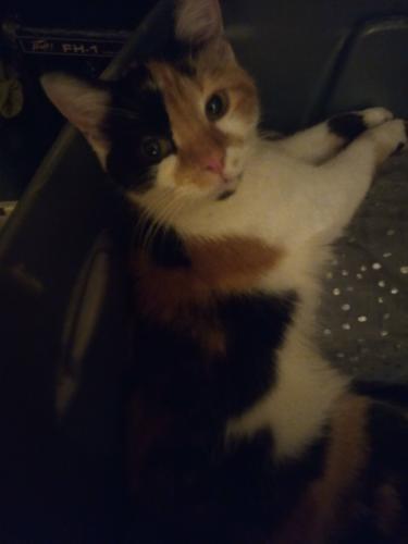 Lost Female Cat last seen 26th and central, Anderson, IN 46016