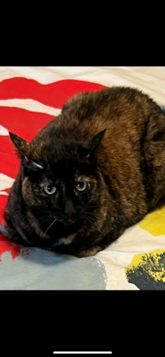 Lost Female Cat last seen 61st and Carrollton Ave., Indianapolis, IN 46220