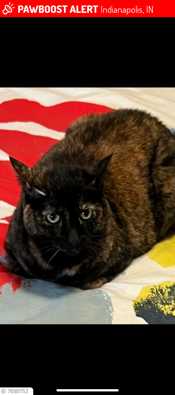 Lost Female Cat last seen 61st and Carrollton Ave., Indianapolis, IN 46220