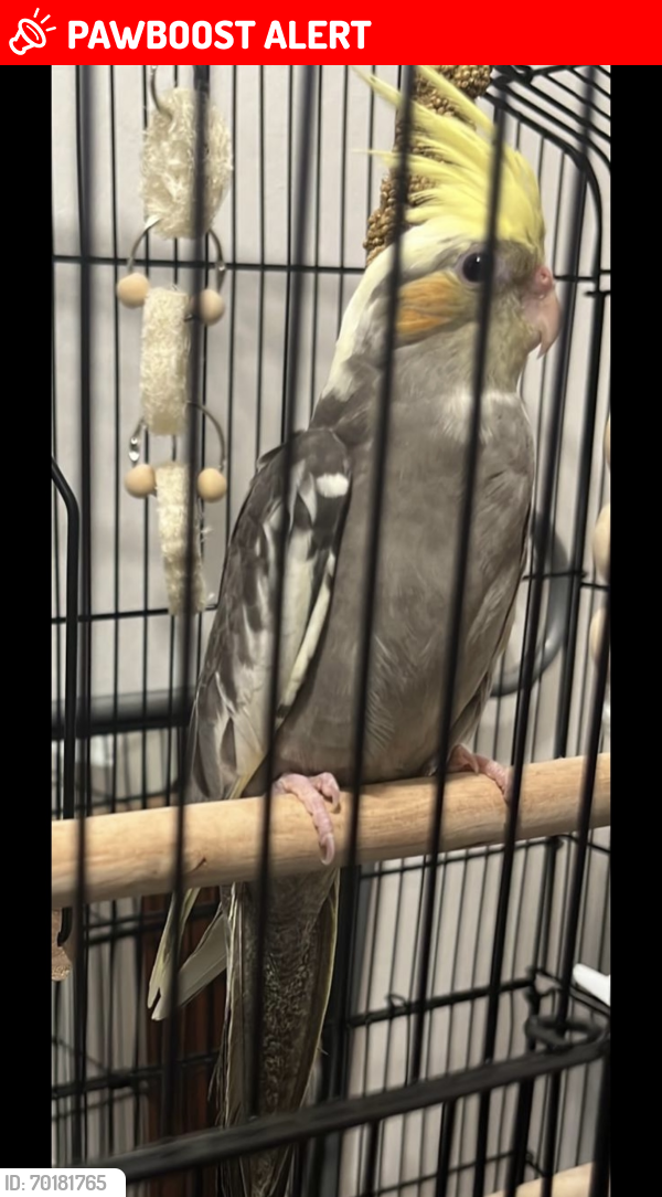 Lost Unknown Bird last seen High Road- Willesden Green , Greater London, England NW10 2EG