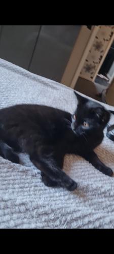 Lost Male Cat last seen William wall road l20 0dx, Litherland, England 