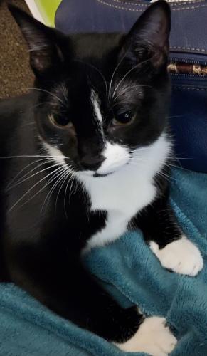 Lost Female Cat last seen Between Dayton Ave N and Fremont Ave N and N 80th St., Seattle, WA 98103
