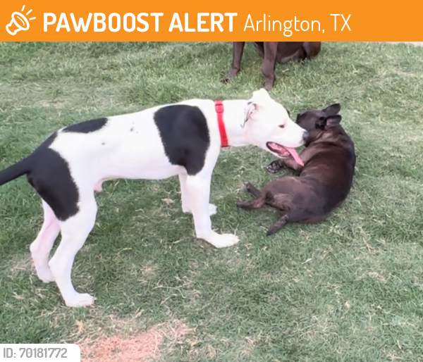 Found/Stray Male Dog last seen UTA area in Arlington, Arlington, TX 76012